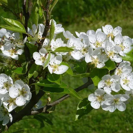 Au Mas De Gamet Théminettes