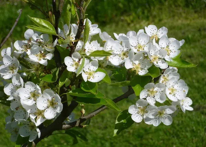 Au Mas De Gamet Théminettes